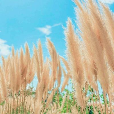 飞花剑2满v版下载